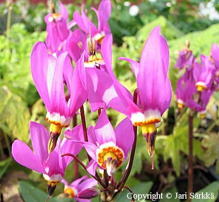 Dodecatheon pulchellum 'Sooke Variety', pikkujumaltenkukka